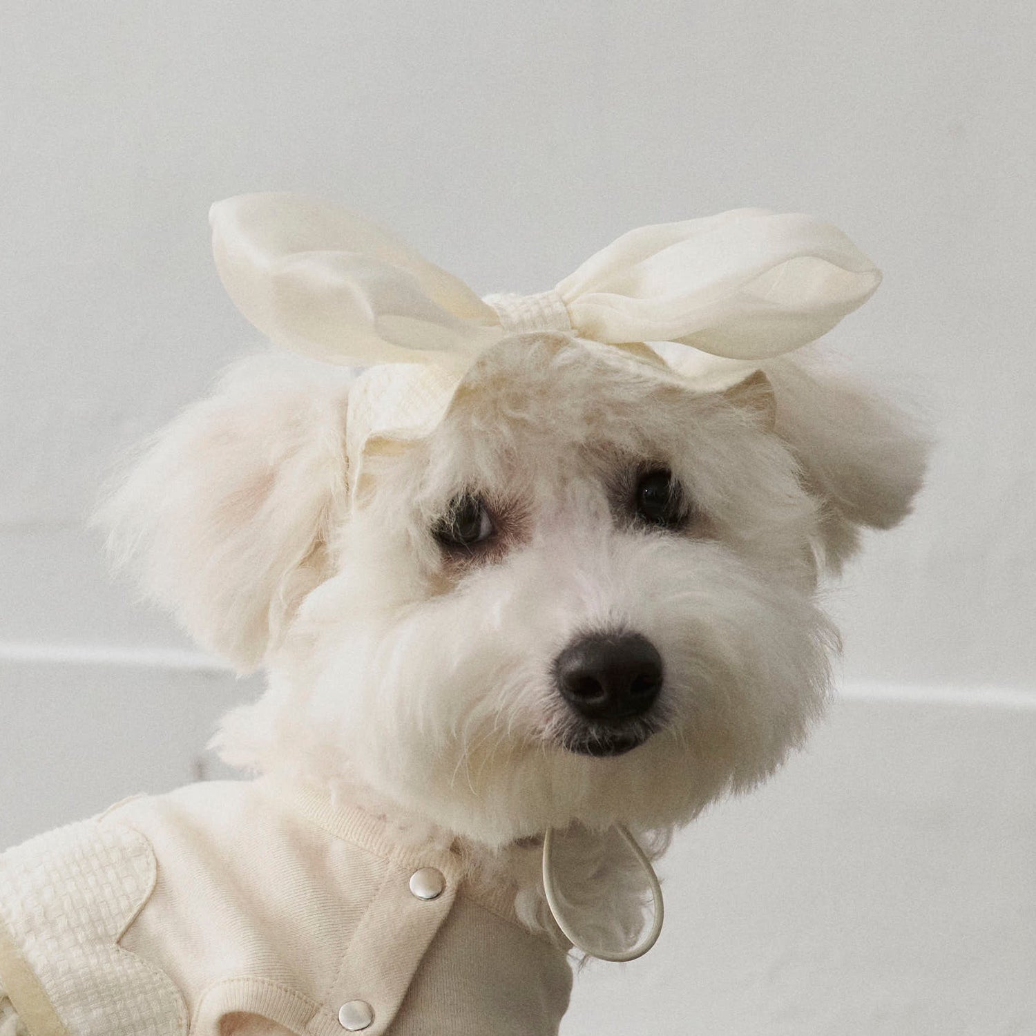Tulle Tale頭飾蝴蝶結 - for Pet